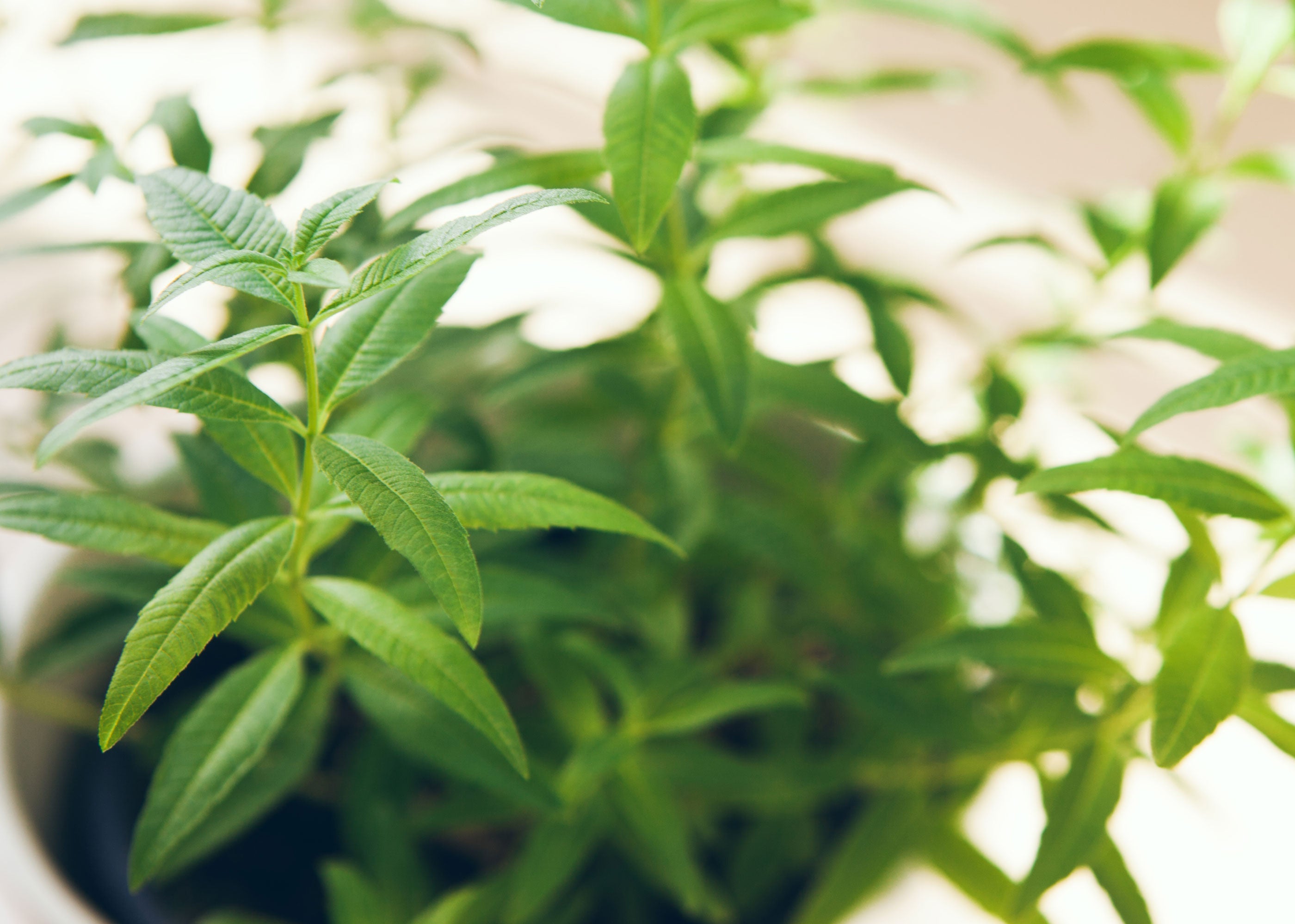 Lemon Verbena Scented Soy Candles, Wax Melts, Fragrance Oil