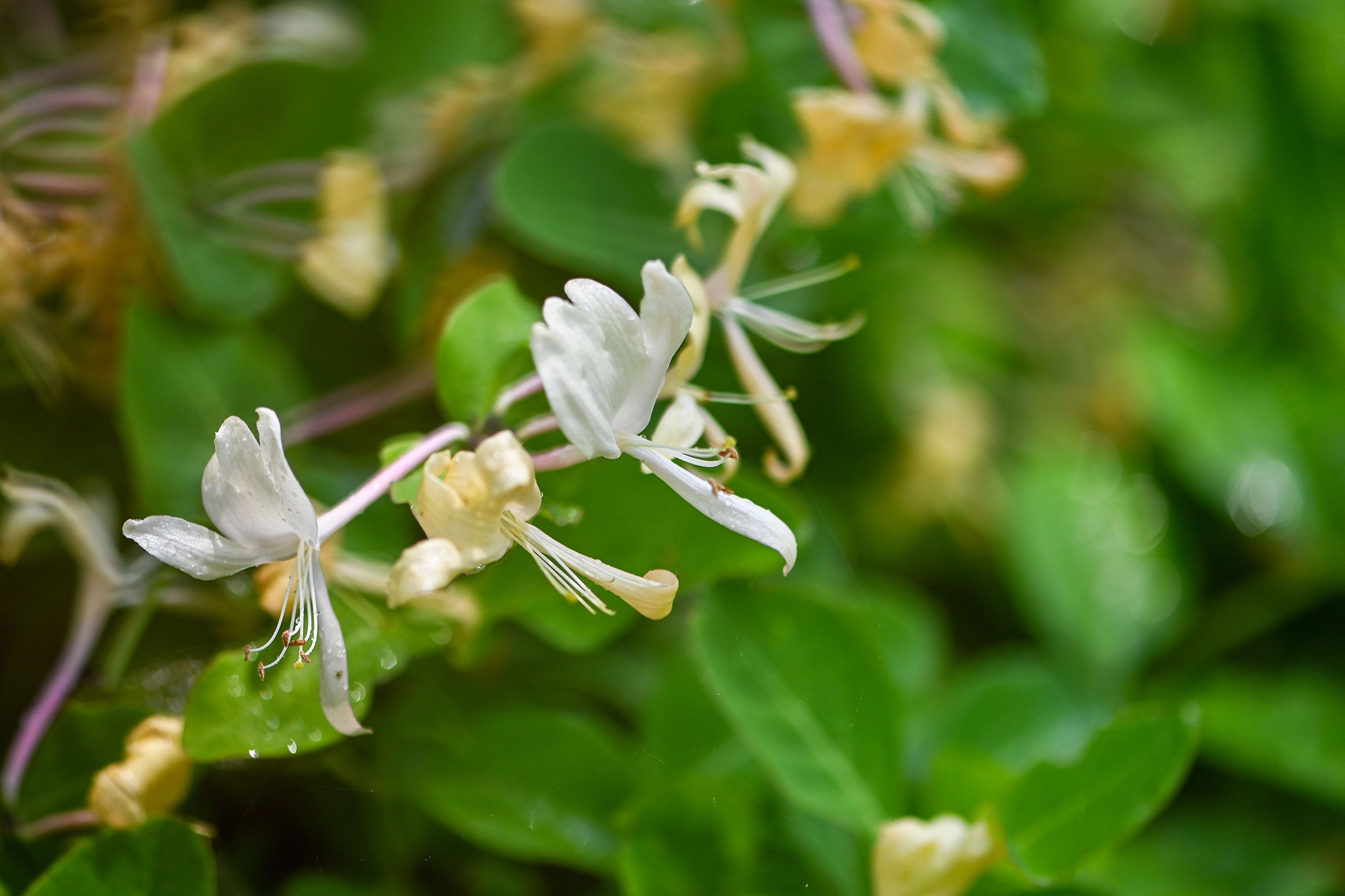 Wild Honeysuckle Fragrance - All-Natural Coconut, Apricot, and Soy