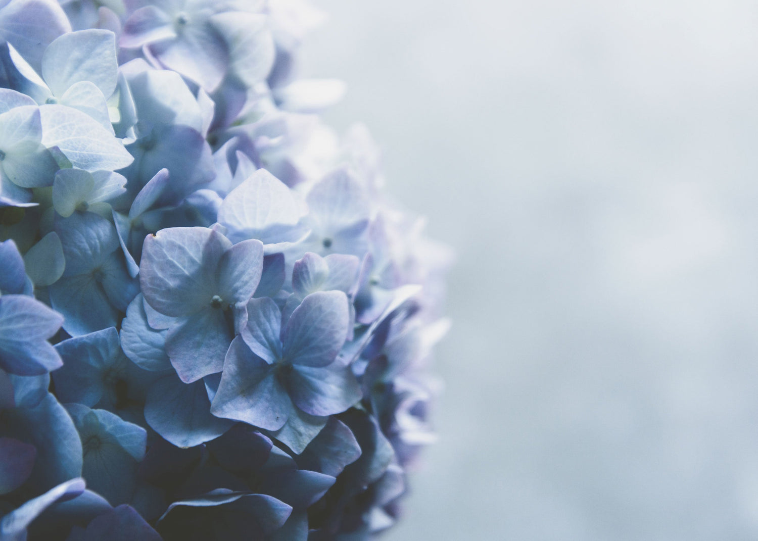 Hydrangea