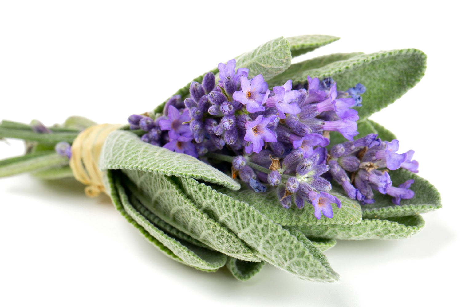 Lavender Sage