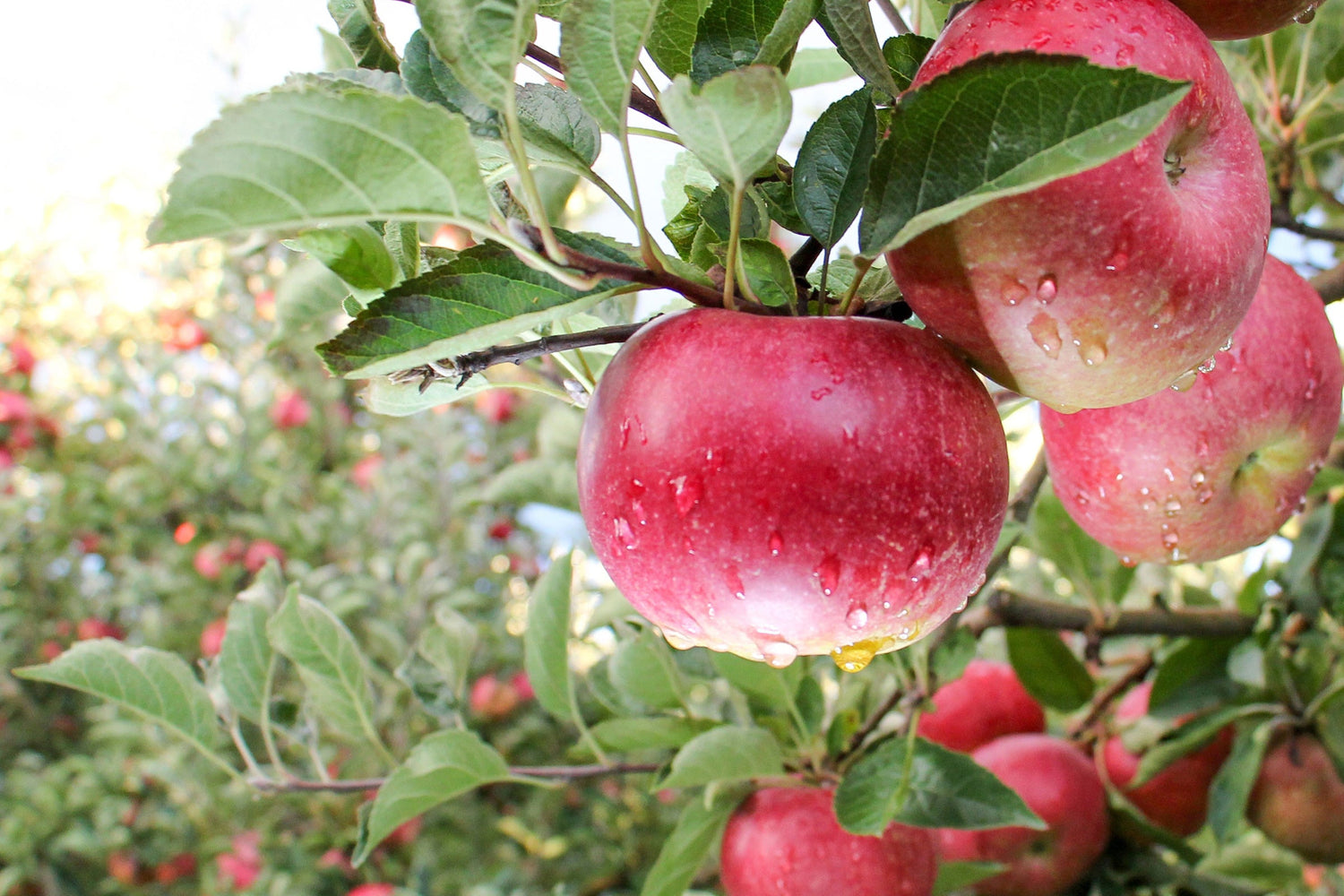 Red Apple Orchard - Scented Coconut &amp; Soy Candles, Wax Melts and Fragrance Oil