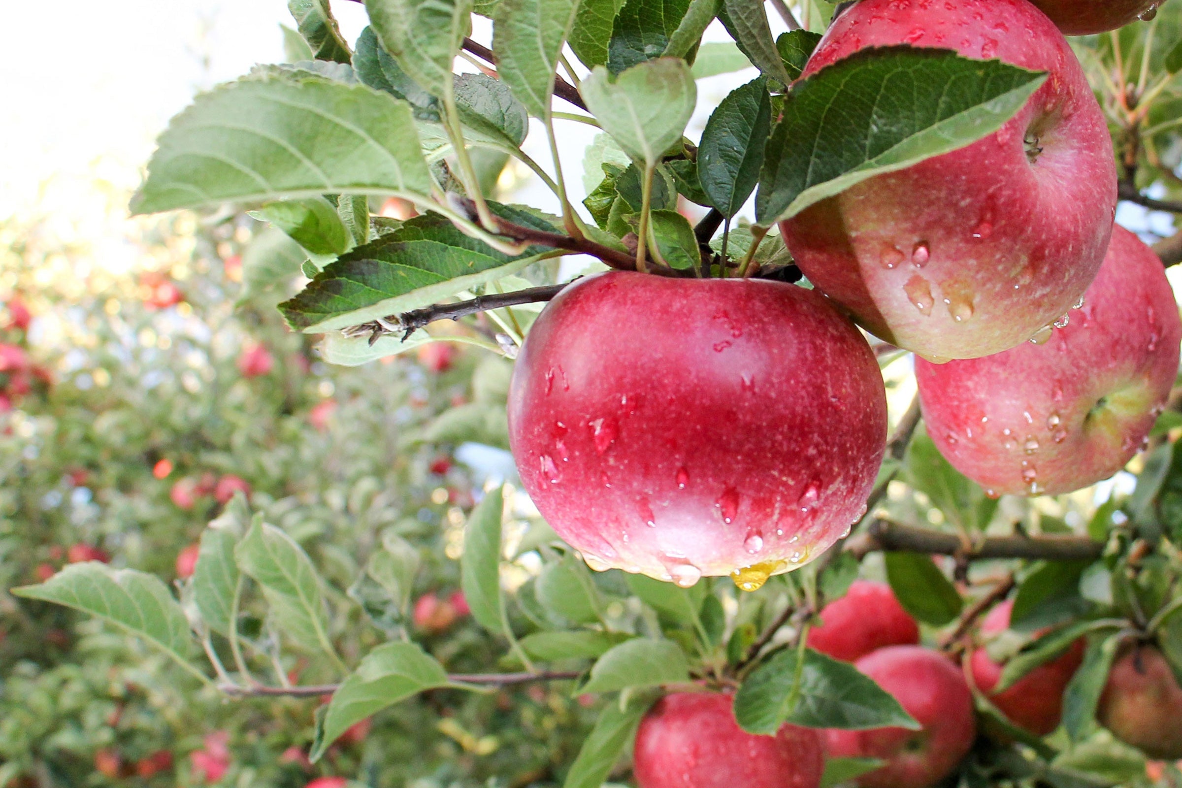 Red Apple Orchard - Scented Coconut & Soy Candles, Wax Melts and Fragrance Oil