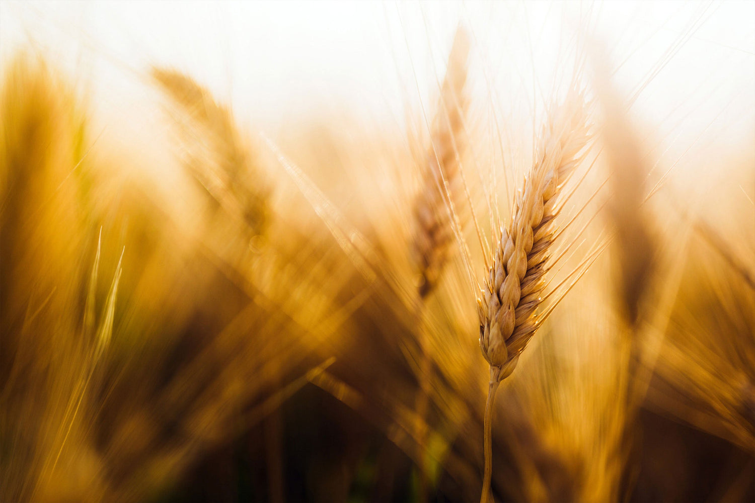 Sunlit wheat field at harvest