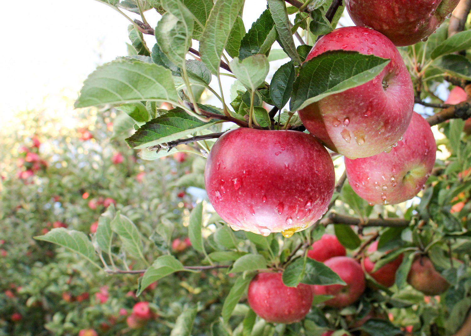 Red Apple Scented Soy Candles, Wax Melts, Fragrance Oil
