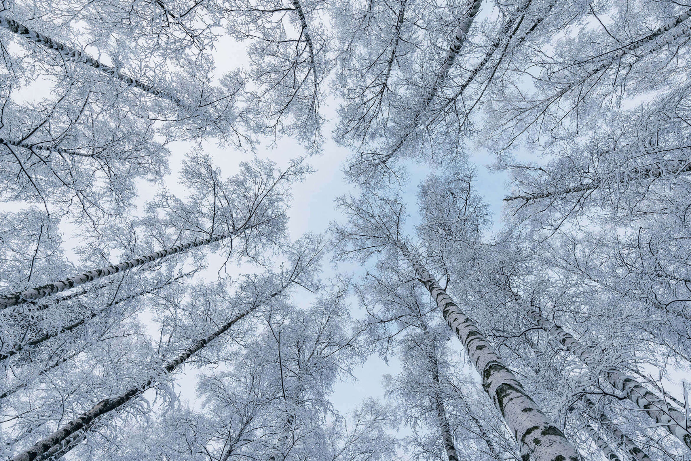 Birch - Scented Coconut & Soy Candles, Wax Melts and Fragrance Oil