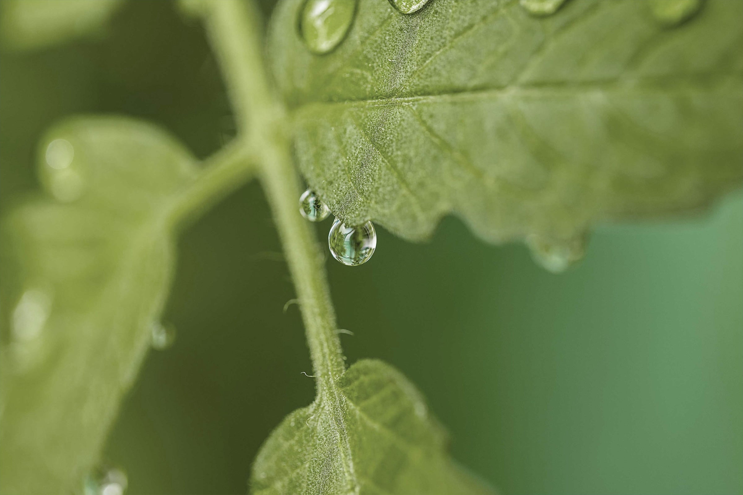 Dew & Vine - Scented Coconut & Soy Candles, Wax Melts and Fragrance Oil