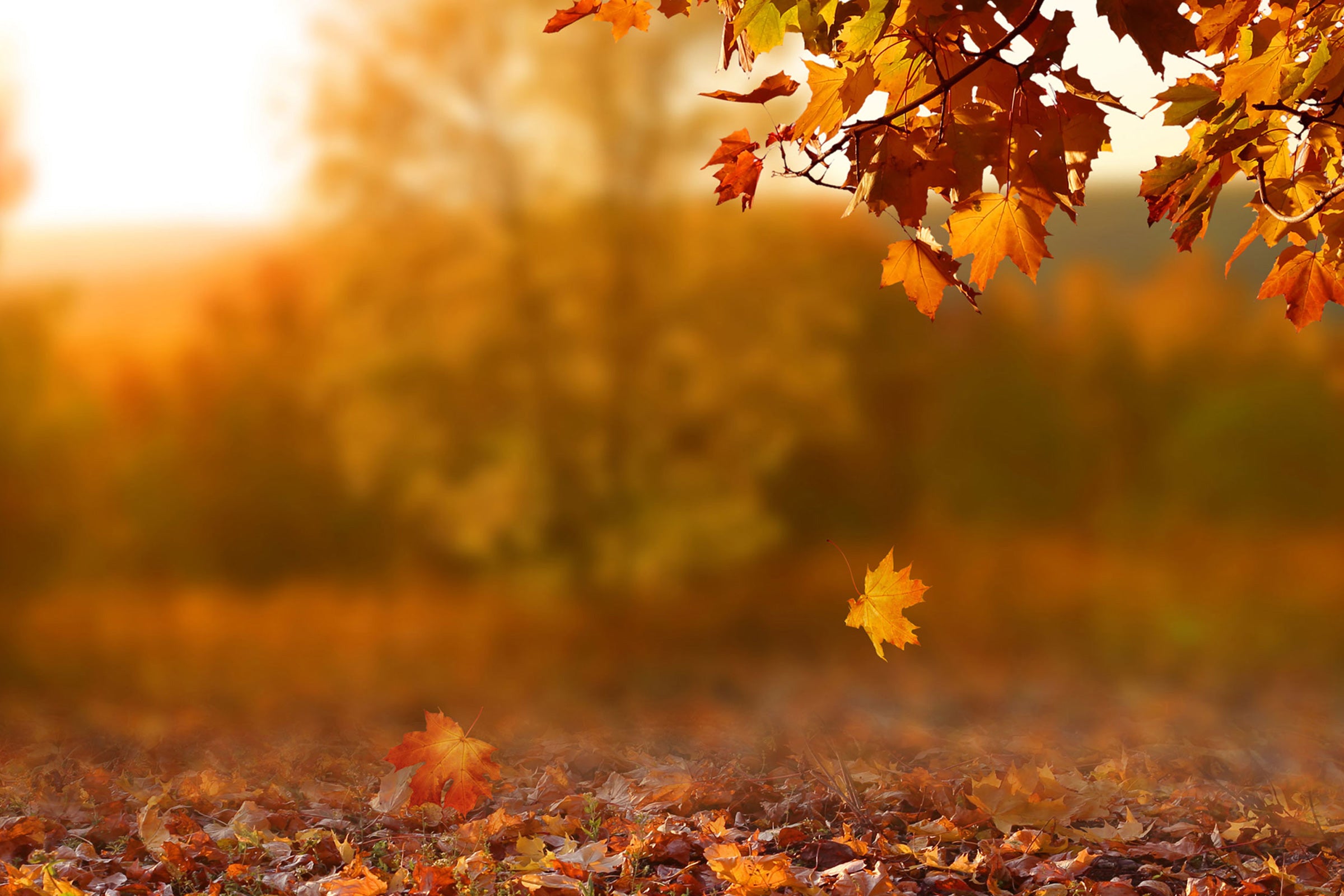 Falling Into Autumn - Scented Coconut & Soy Candles, Wax Melts and Fragrance Oil