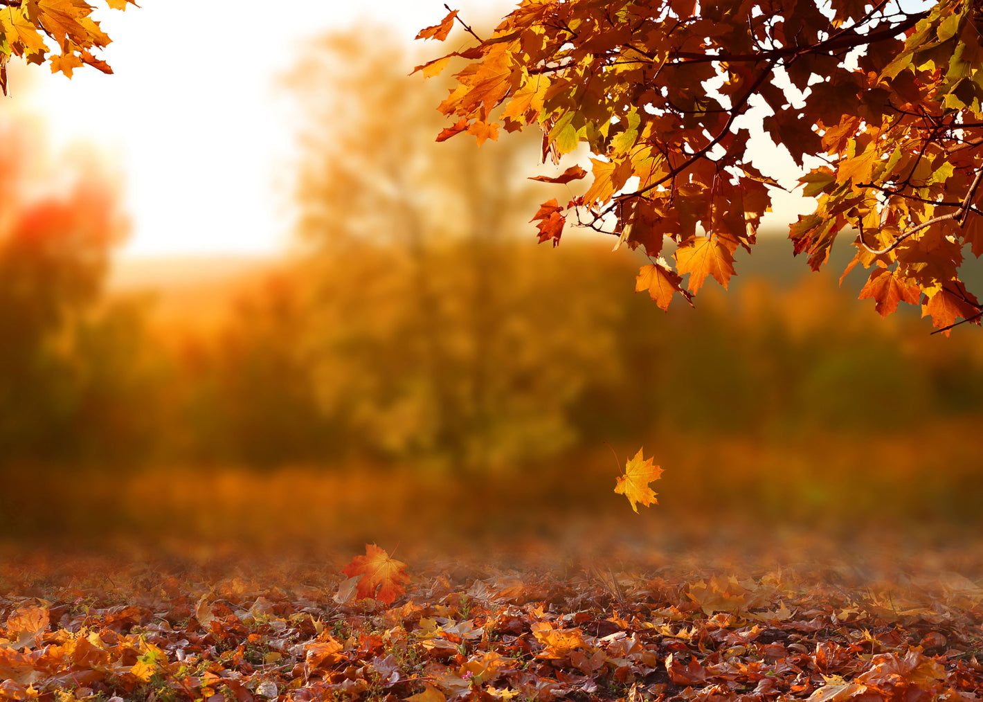 Falling Into Autumn - Scented Coconut & Soy Candles, Wax Melts and Fragrance Oil