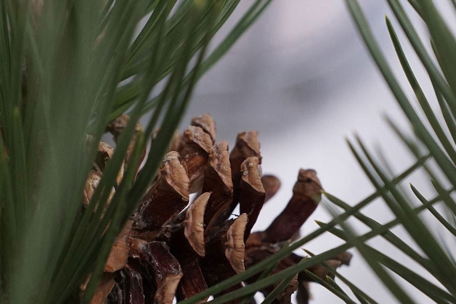 Forest Crunch - Scented Coconut & Soy Candles, Wax Melts and Fragrance Oil