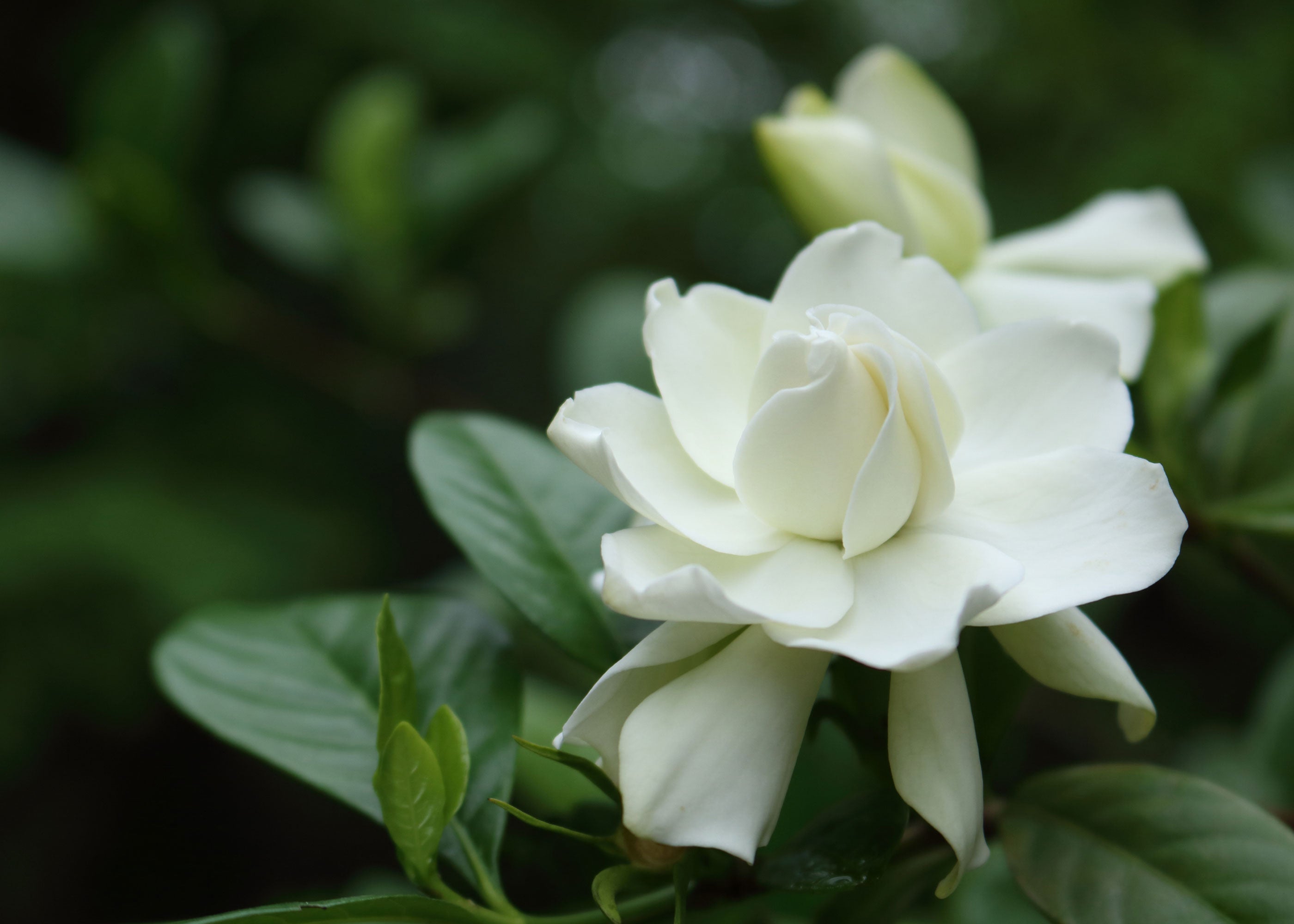 Gardenia - Scented Coconut & Soy Candles, Wax Melts and Fragrance Oil