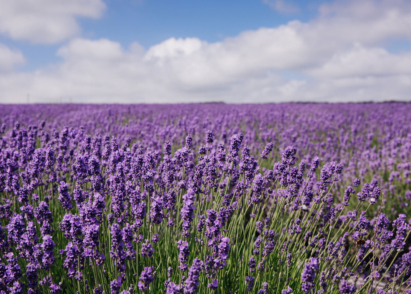 Lavender Fields - Scented Coconut & Soy Candles, Wax Melts and Fragrance Oil