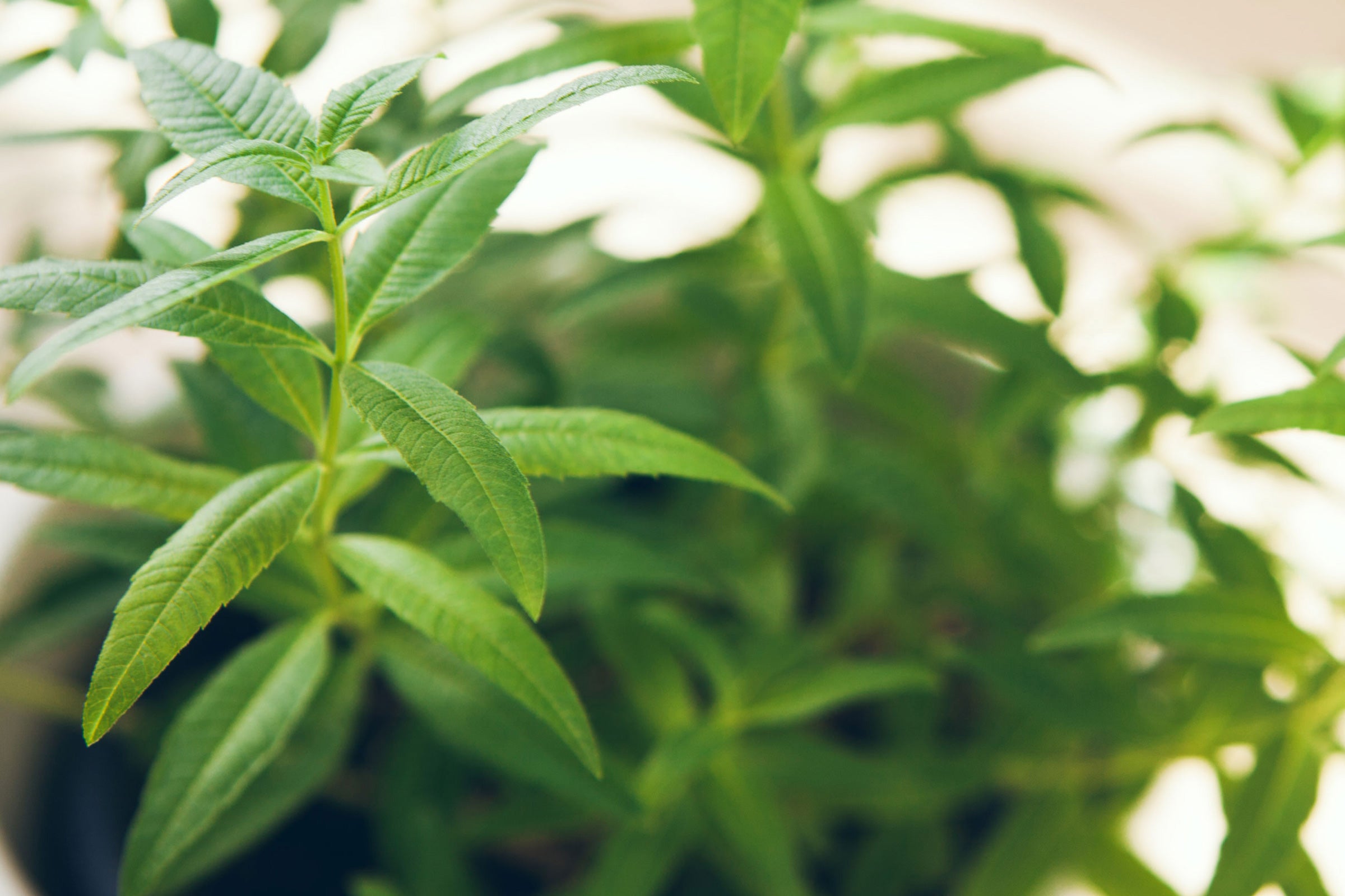 Lemony Verbena - Scented Coconut & Soy Candles, Wax Melts and Fragrance Oil