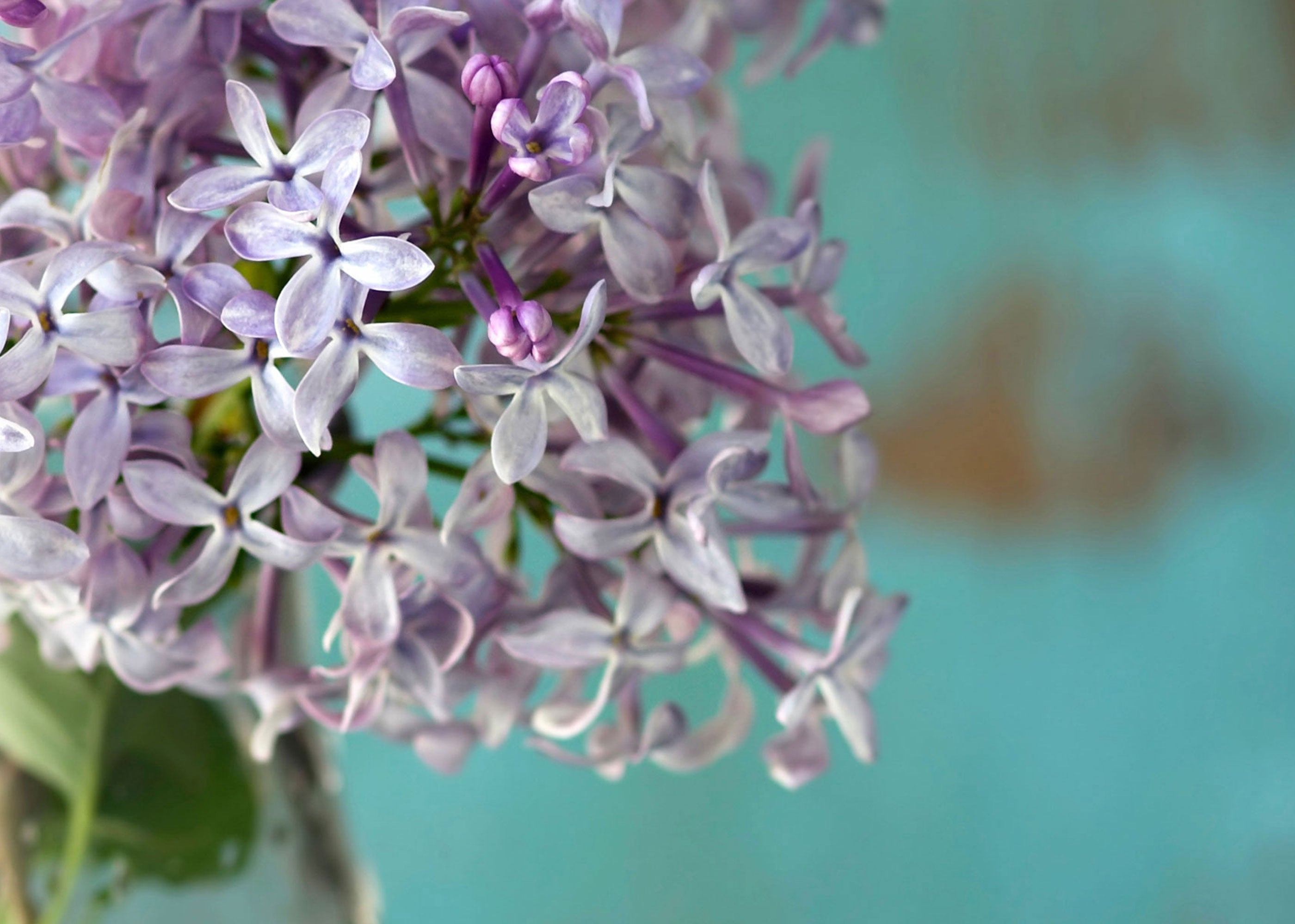 Lilac - Scented Coconut & Soy Candles, Wax Melts and Fragrance Oil
