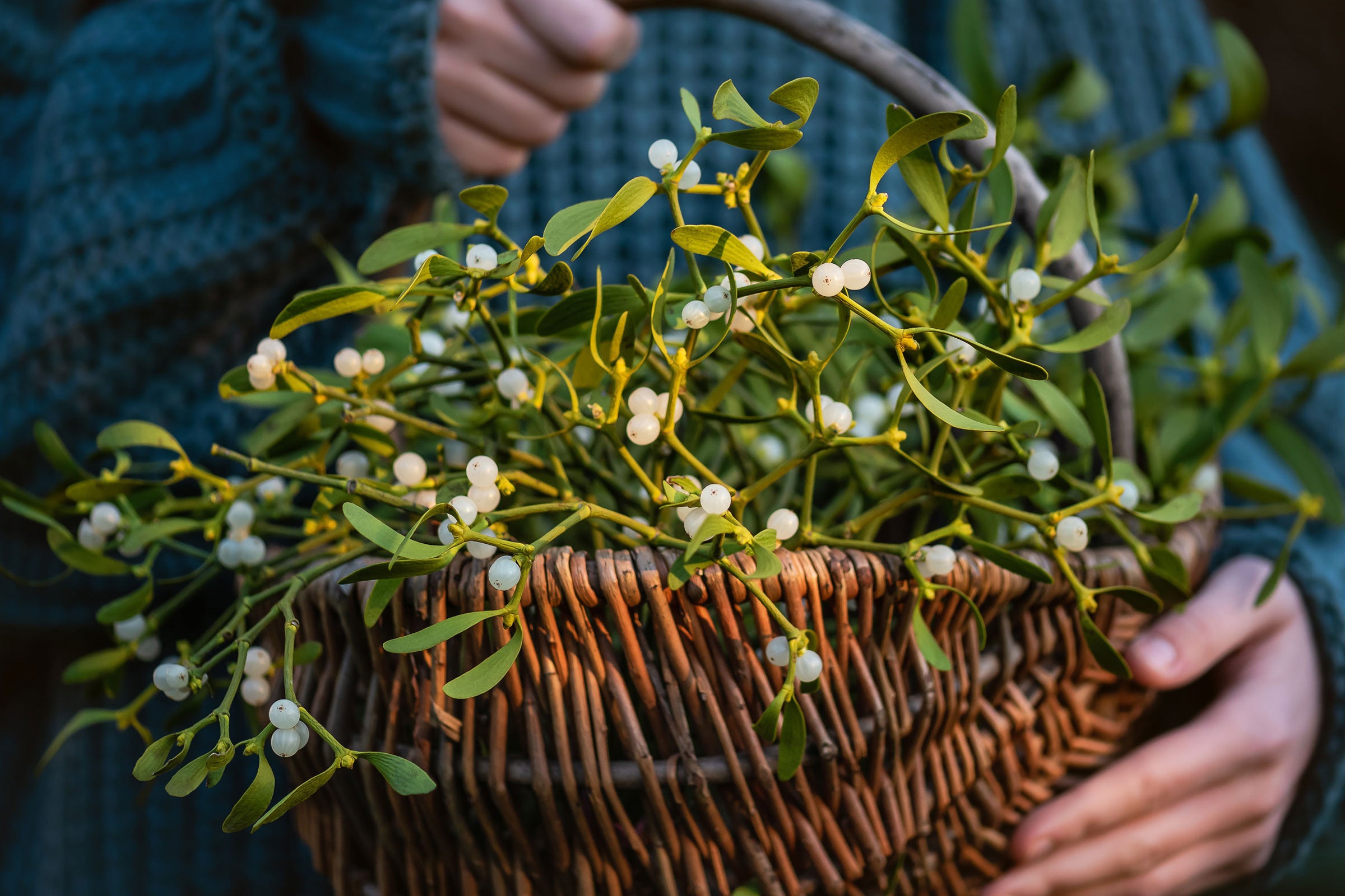 Mistletoe - Scented Coconut & Soy Candles, Wax Melts and Fragrance Oil