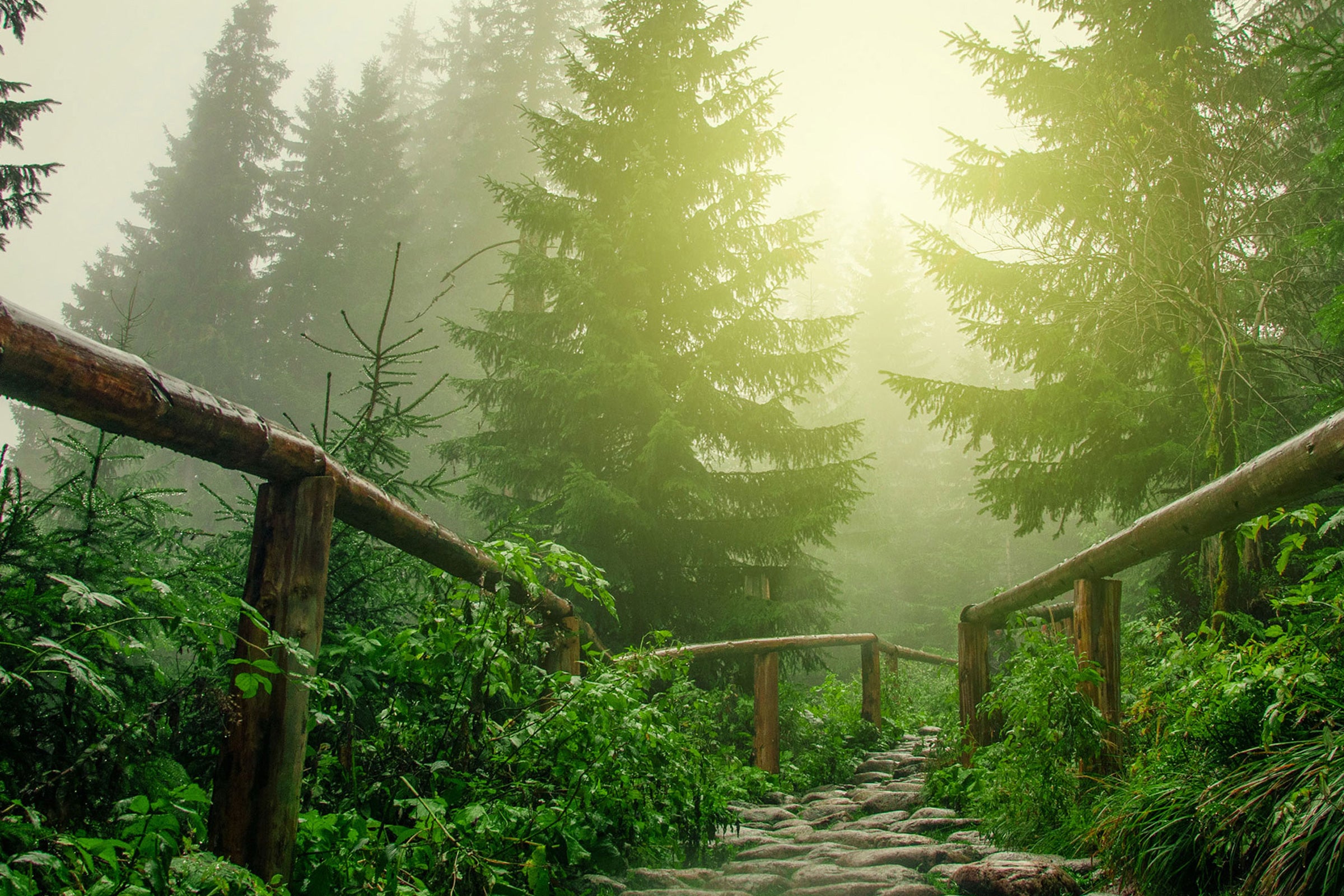 Walk in the Woods - Scented Coconut & Soy Candles, Wax Melts and Fragrance Oil