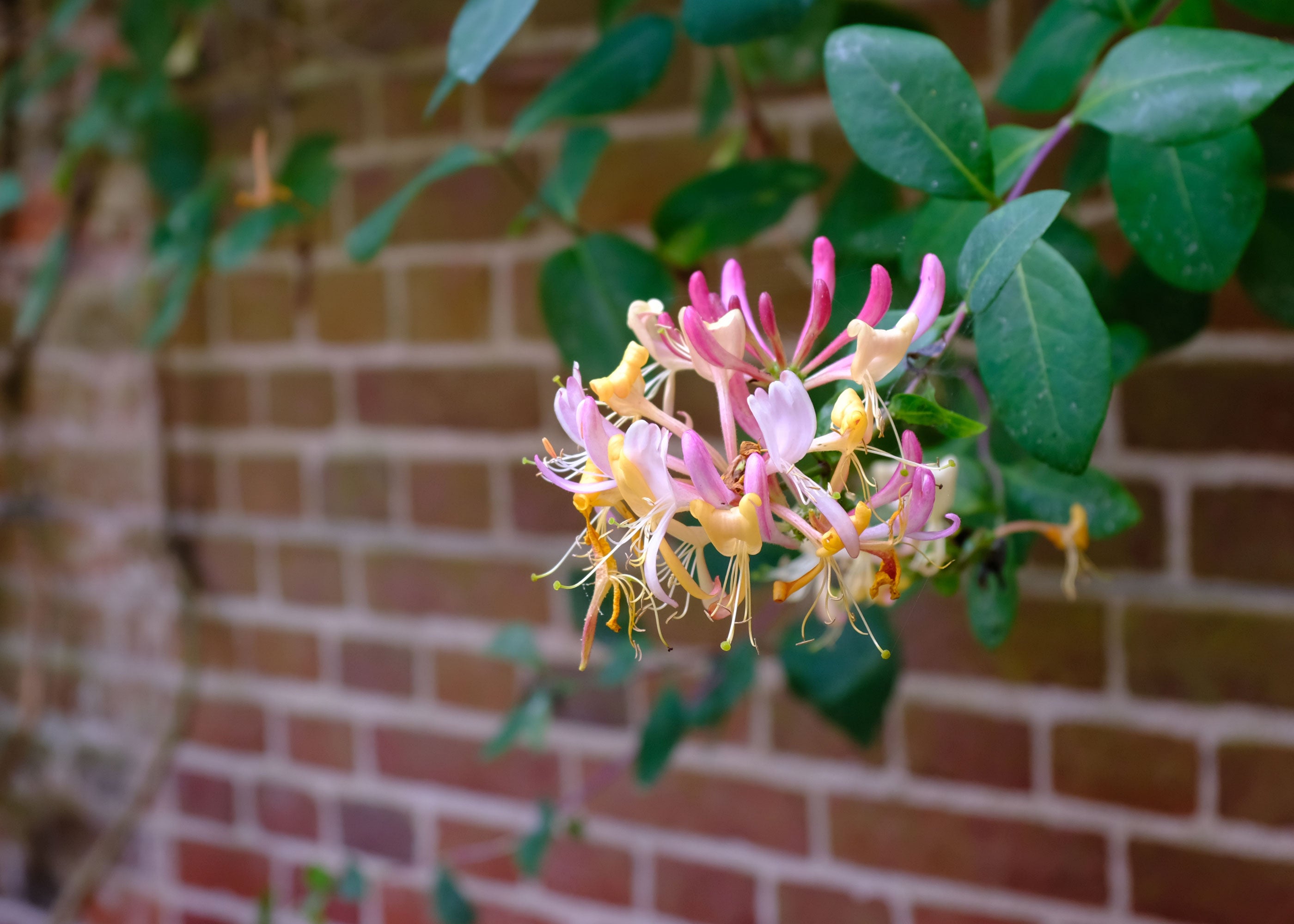 Wild Honeysuckle - Scented Coconut & Soy Candles, Wax Melts and Fragrance Oil
