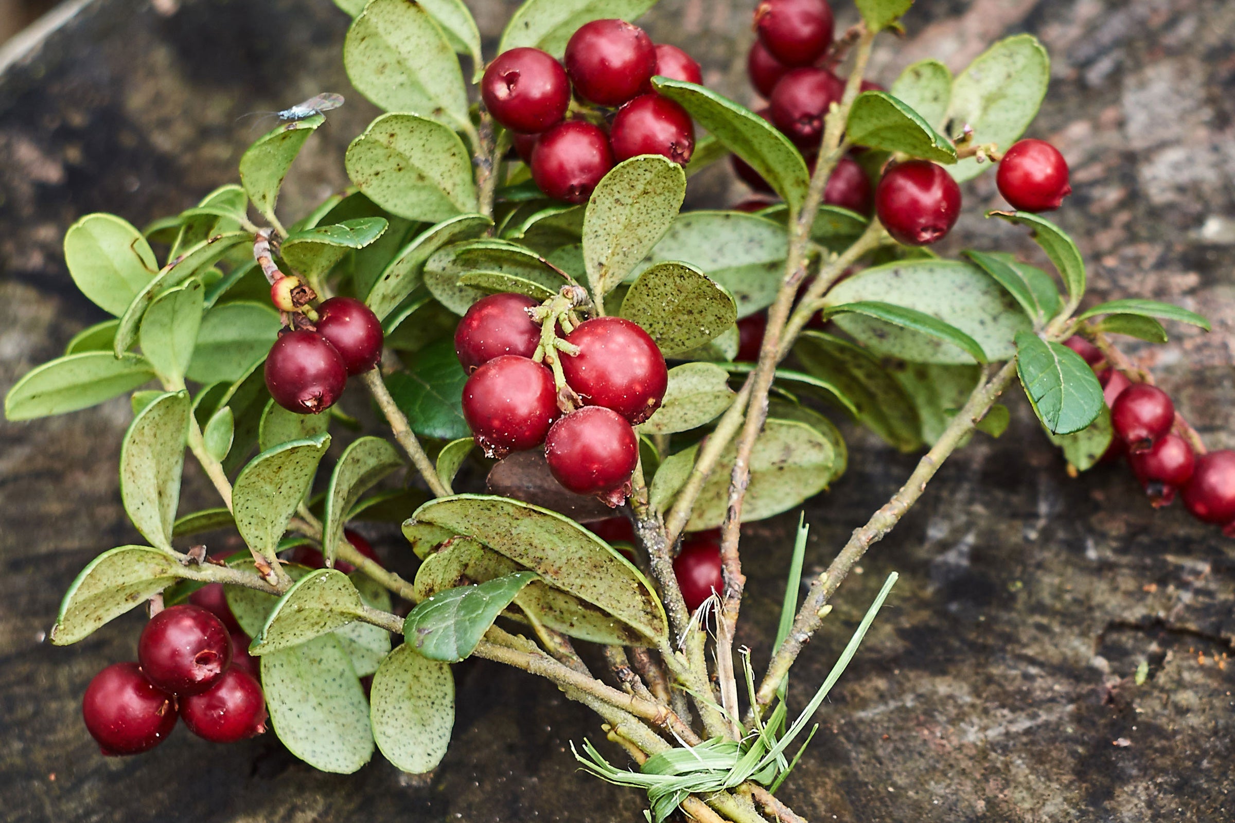 Woodland Cranberry - Scented Coconut & Soy Candles, Wax Melts and Fragrance Oil