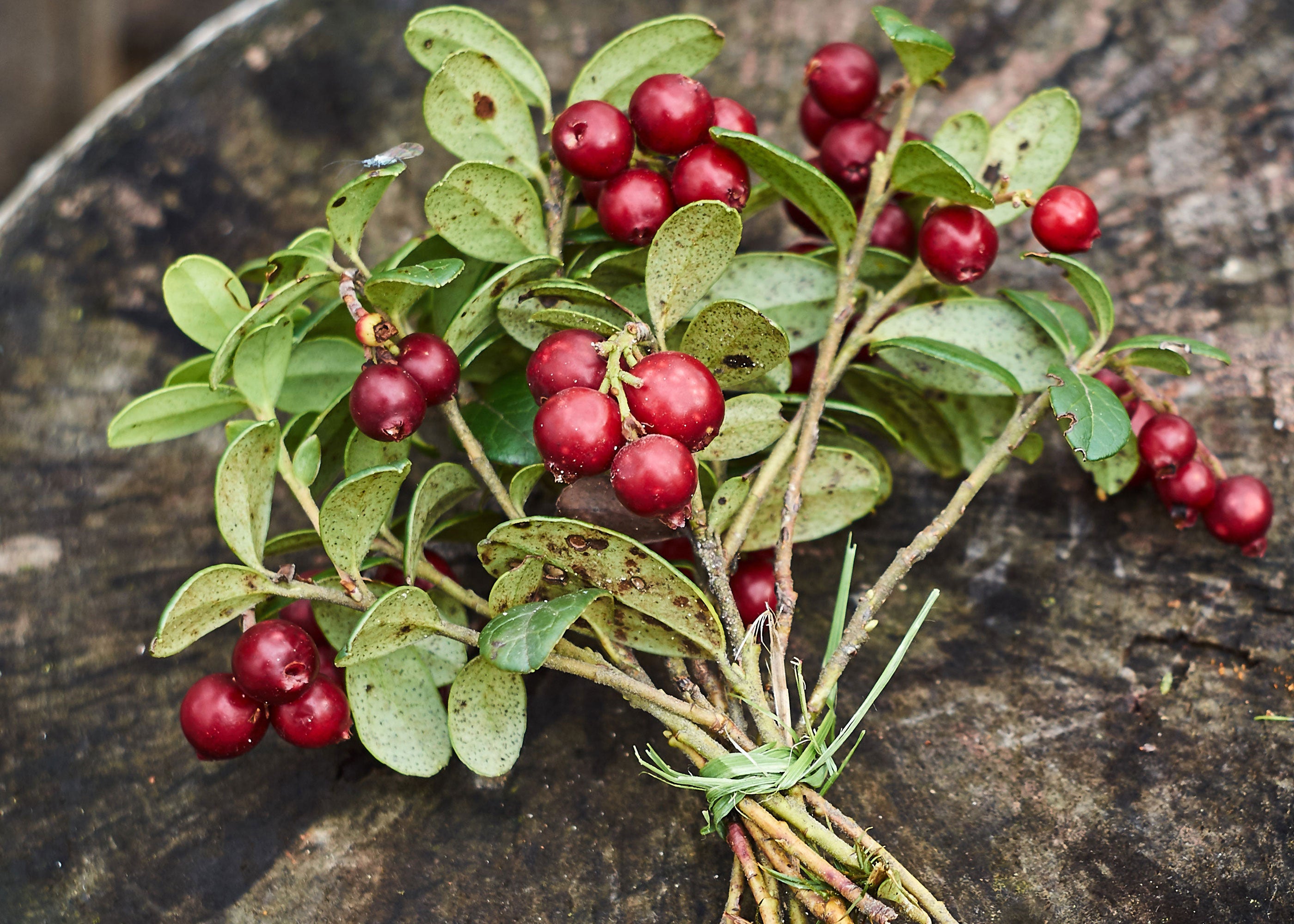 Woodland Cranberry - Scented Coconut & Soy Candles, Wax Melts and Fragrance Oil